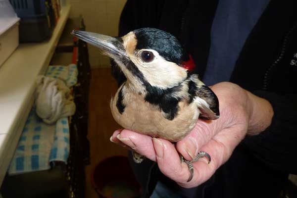 Greater Spotted Woodpecker