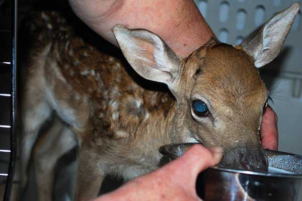 Fawn