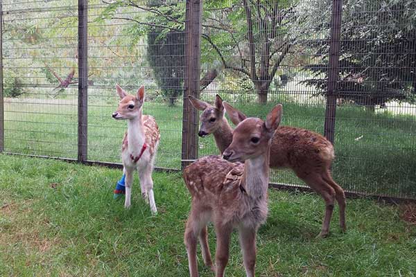 Fawns