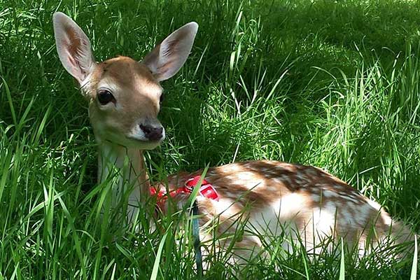 Fawn