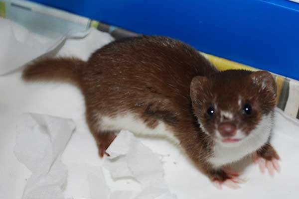 Weasel