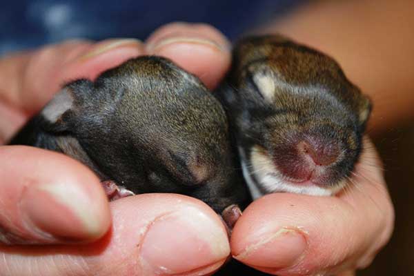 baby Bunnies