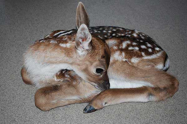 Fawn