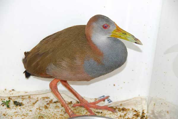 Grey Necked Wood Rail