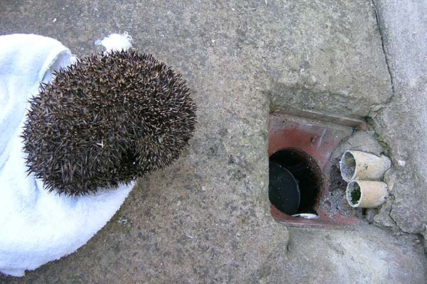 Drains, Trenches and Holes