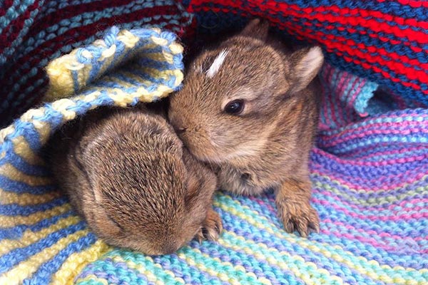 Young Bunnies