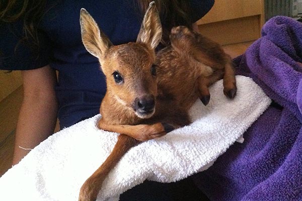 Deer