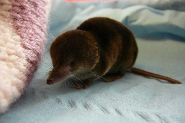 Shrew