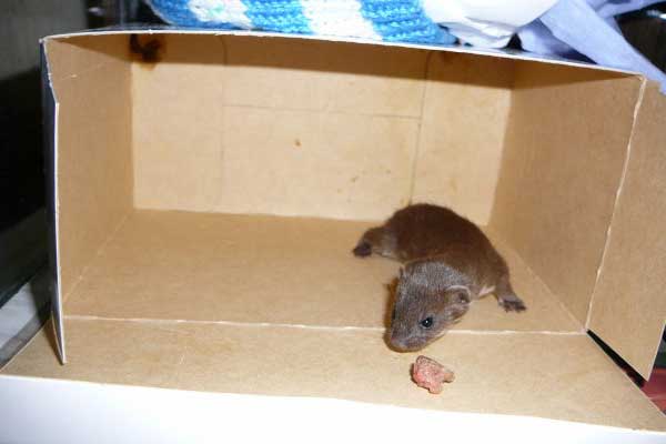 Weasel - Stoat