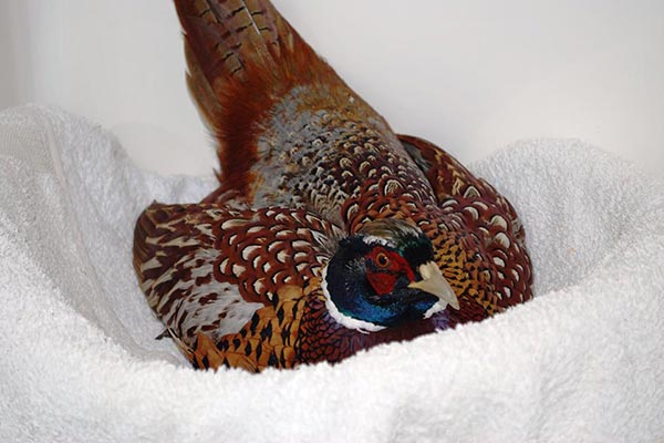 Pheasant
