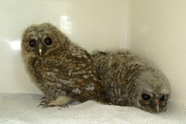 Owls
