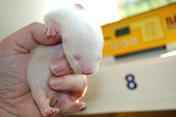 Albino Ferret