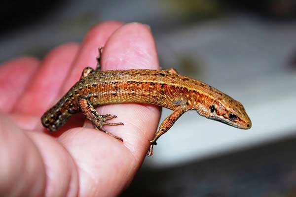 Common Lizzard