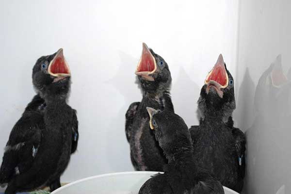 Jackdaws