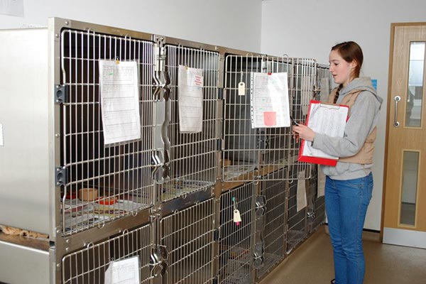 Student Care Volunteer